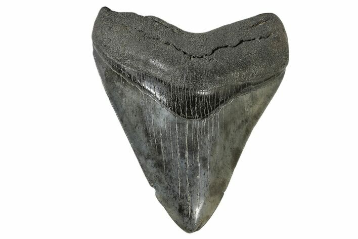 Serrated, Fossil Megalodon Tooth - South Carolina #168051